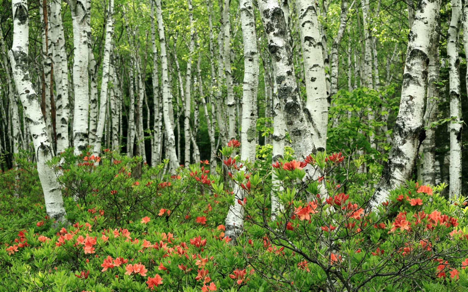 世界游泳长距离草根赛：公众参与度创历史新高，世界男子游泳锦标赛距离最长